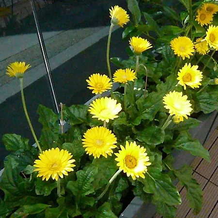 Lejlighed Haus Am Weinberg *